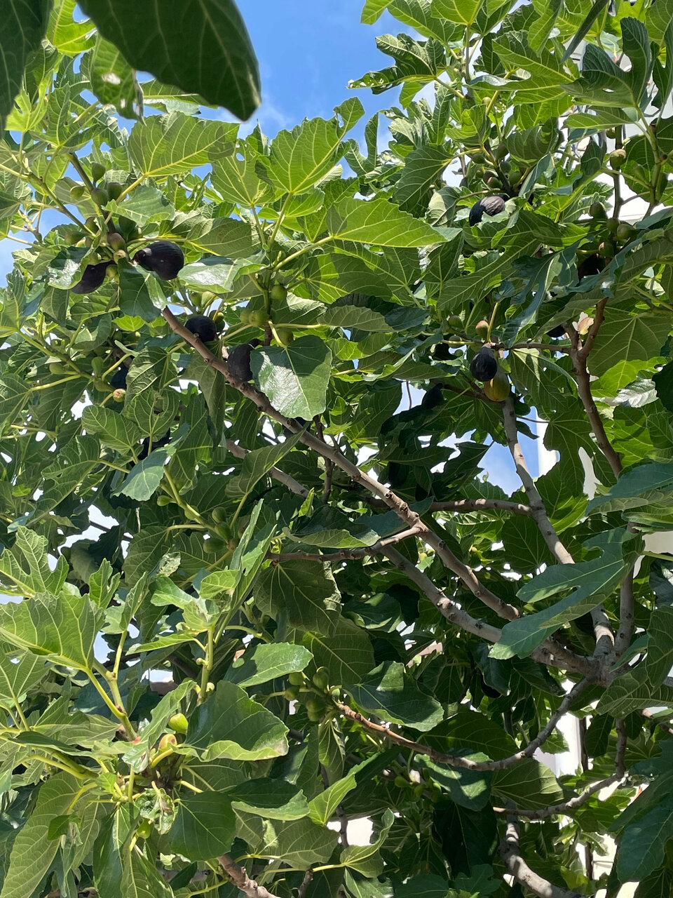 Гостиница Атрий Симеиз-233