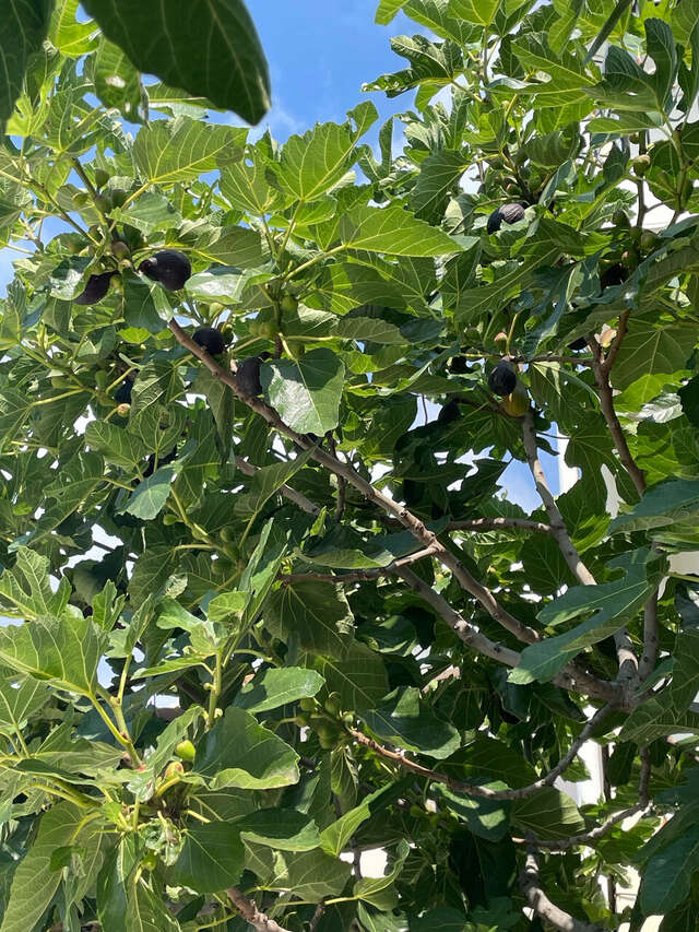 Гостиница Атрий Симеиз-232